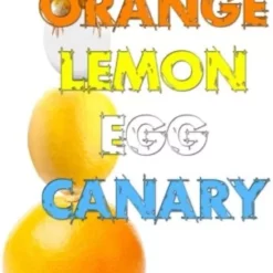 Orange, Lemon, Egg & Canary (Pro Series 9) by Paul Romhany